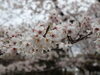 「亀山公園🌸」
