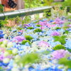 今回も皆さんの写真が楽しみです♪「六月の花手水がはじまりました。」