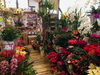 「クリスマスにオススメのお花、たくさん揃ってます！魚沼の素敵な花屋、佐藤花店さん。」