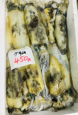 魚魚市場鮮魚コーナーおすすめ商品は ハマグリ 生カキ です 魚魚の宿のニュース まいぷれ 佐世保 魚魚市場鮮魚コーナーおすすめ商品は ハマグリ 生カキ です 魚魚の宿のニュース まいぷれ 佐世保