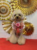 立くん「Happy New Year」