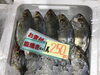 「魚魚市場鮮魚コーナーおすすめは「スズキ・トビウオ」です♪」