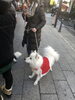 「柴又の名犬！かわいいトリプルワンちゃん♪{柴又駅近♪葛飾散歩♪昼飲み♪映える喫茶♪レトロ♪食べ歩き最高♪子連れok♪ランチ♪お持ち帰り♪テラス席♪｝」