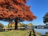 秋のピクニックに最高 紅葉も見られる 都立水元公園 21年11月15日撮影 葛飾のおすすめおでかけ情報まとめ まいぷれ 葛飾区 秋のピクニックに最高 紅葉も見られる 都立水元公園 21年11月15日撮影 葛飾のおすすめおでかけ情報まとめ まいぷれ 葛飾区