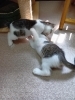 タン、ハラミ兄弟「珍しい子がきました【静岡市　葵区　猫カフェ　保護猫　里親募集】」