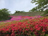 「西海橋ツツジ情報🌺」