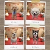 「シャンプー/トリミング後のお写真📸」