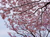 「魚野川桜づつみで、花見弁当！桜咲き始めました！」