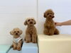 こたろうくん♡ナリちゃん♡ねねちゃん「ましゅまろ幼稚園🐾」