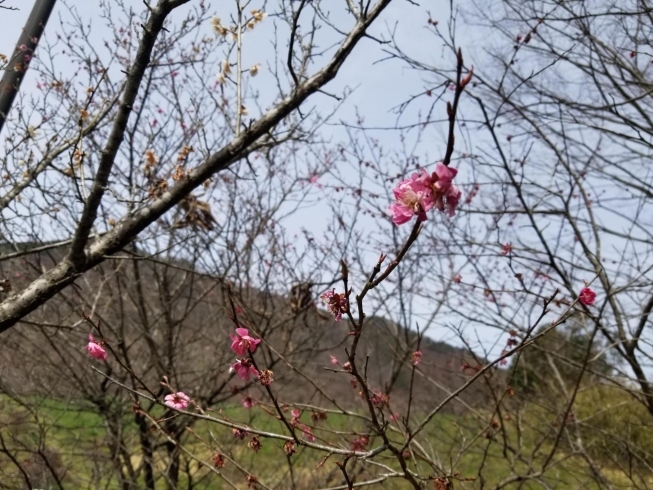 これは梅の花の残骸(^^;「大佐の桜はまだ蕾」
