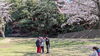 「2026年 運動公園お花見🌸」