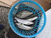釣れた魚「みんなで釣り堀！【札幌市北区児童デイサービスこぱんはうすさくら札幌太平教室】」