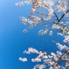 ■桜特集 2024■【西神中央公園】西神中央駅から徒歩約6分！地元では知られるお花見の名所