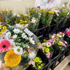 「道の駅木曽福島 梅の花開花宣言！」