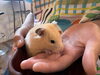 ふわふわ毛並み、小動物の愛らしさ「ヘビとのふれあい体験で育つ「怖いけどやってみる」心」