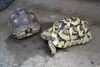 看板亀のリクガメさん達🐢✨「外構・エクステリア工事で住まいをより快適に！【株式会社Reliance】」