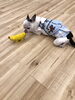豆太くん　オモチャと♡「ましゅまろ幼稚園　(๑･̑◡･̑๑)」