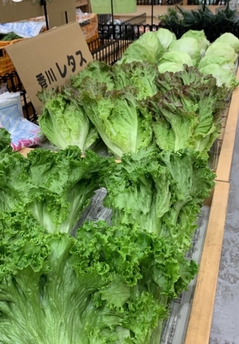 「【新しい試み】香川の新鮮な野菜を、銅夢キッチンで試験的に販売することになりました！」