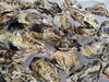 「📣本日入荷のお魚情報🐟」