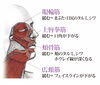 「たるんだお顔を引き上げる！このように表情筋を鍛えています【福井市エステ/たるみ/シワ/リフトアップ】」