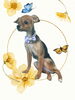 「Dog salon mofu mofu　余市町」