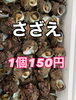 「岩牡蠣入荷してます」