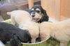 「ミニチュアダックス子犬情報」