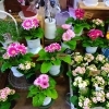 「[はなやHok皆生店]新しい花鉢が入荷しました！」
