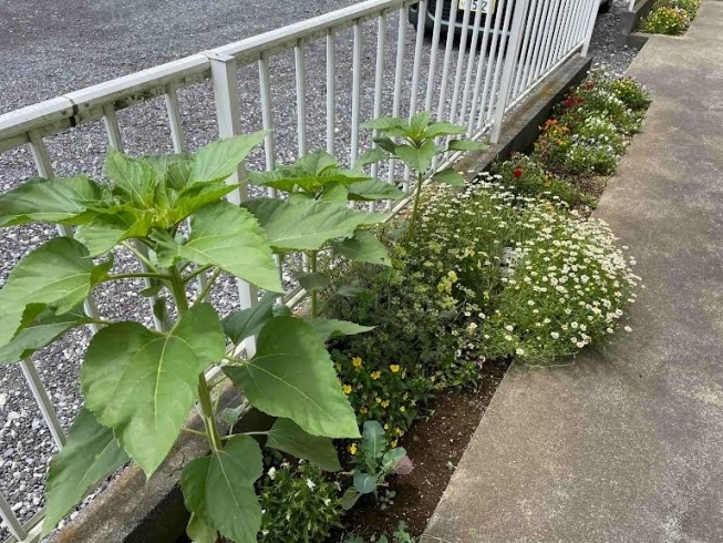 花壇のひまわり「初夏のにこにこ😊　【白井市訪問介護・相談支援】」