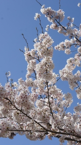 「豊橋公園の桜満開(^^)/」