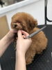 ・・・・ねむい・・です「ご家族きまりました　(*´ω｀*)」