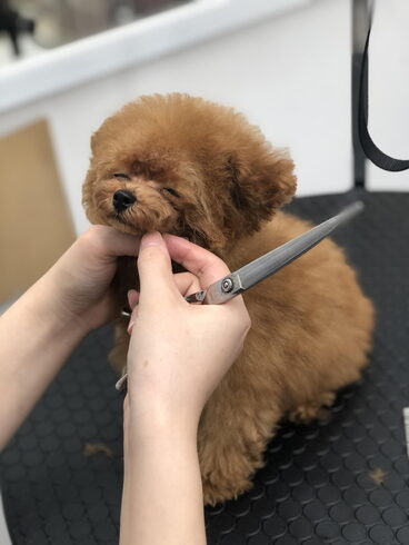 ・・・・ねむい・・です「ご家族きまりました (*´ω`*)」