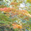 ❹キタラホール脇の紅葉（中島公園）「少し早いか？　紅葉速報！」