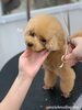 てんちゃんカット中〜（＾ν＾）「秋のオプションキャンペーン（＾Ｏ＾）」