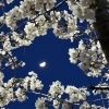 ■桜特集■ 地元で楽しむお花見スポット