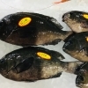 「魚魚市場鮮魚コーナーおすすめは「キンメダイ・イサキ・クロ」です♪」