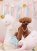 Happy　birthday　SUBくん「Anniversary photo　(^O^)／」
