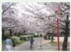 2020 夜桜が幻想的な 牧野公園 | 特集 梅、桜をさがしに～| まいぷれ 