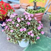 「店舗に鮮やかな花が咲きました✨」