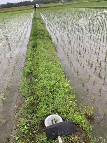 土手も少し目を離すとこの通り「闘ってます⁉️」