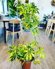 「母の日に観葉植物を送りませんか」
