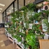 はなやホック皆生店 観葉植物たくさん入荷しました はなや皆生店のニュース まいぷれ 米子 はなやホック皆生店 観葉植物たくさん入荷しました はなや皆生店のニュース まいぷれ 米子