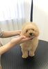 カット前のふわふわ　まるくん「ファースト・トリミング　(^-^)」