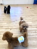 くまくんとサランちゃんスローな追いかけっこ中　笑「ましゅまろ幼稚園＆新入園児」