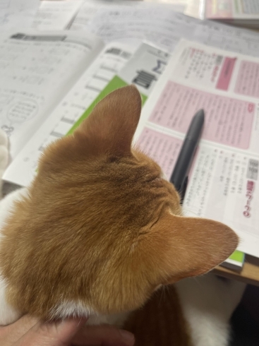 ひと通りあってるニャ「猫さんも一緒に学習」