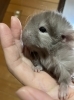 ふわふわ、モフモフなチンチラ「フクロモモンガ・チンチラ・モルモットのご家族を募集しています！」