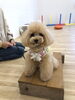台に乗れて自慢たっぷりのＧroくん「ｋｏｎｉｗａｎ　^o^ 」