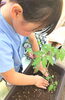 「ミニトマトの苗を植えました🍅」
