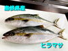 「金曜日恒例‼️新鮮なお刺身とウマウマなお惣菜を是非」
