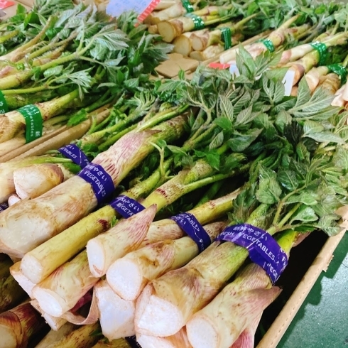 「「山うど」の出荷が始まったよー！！ 岩手県産　「山うど(ハウス栽培物)」」